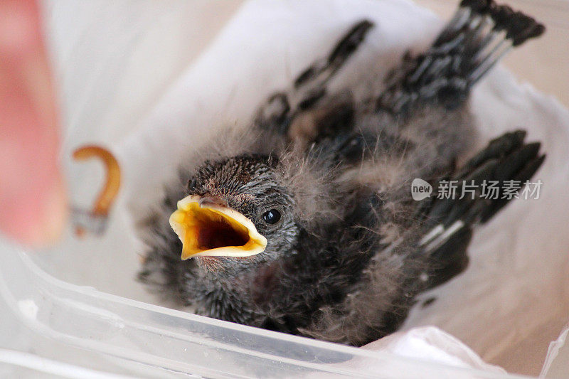 小燕子/羽翼未丰的雏鸟被人工饲养，人工喂食粉虫